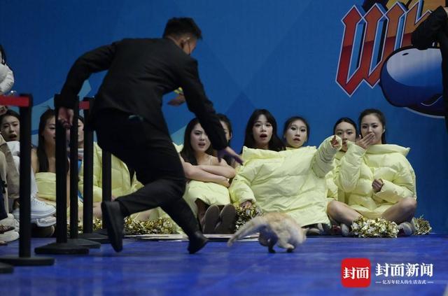 kaiyun-CBA赛场“意外”：两只猫咪闯入捣乱，保安上演爆笑追逐战